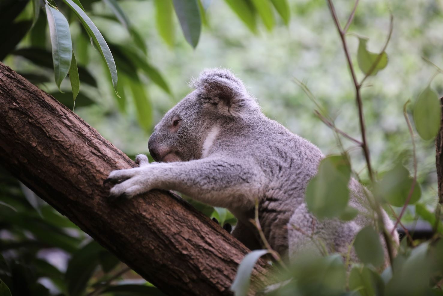 Pairi Daiza Verwelkomt Koala Dameeli Deugenieten